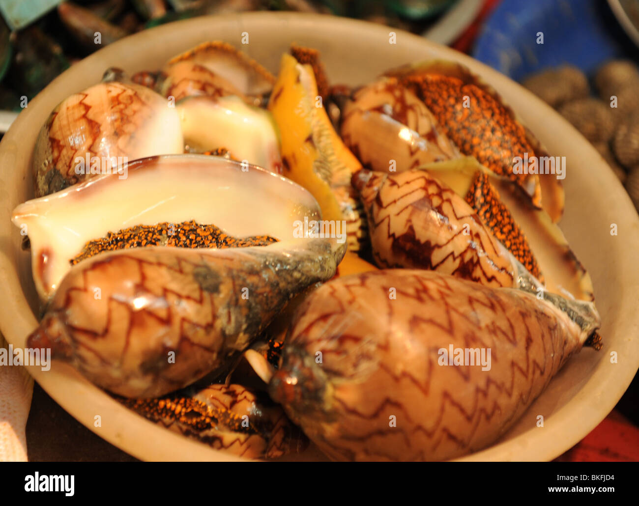 giant sea snails for sale at Ang Sila, fishing village and seafood