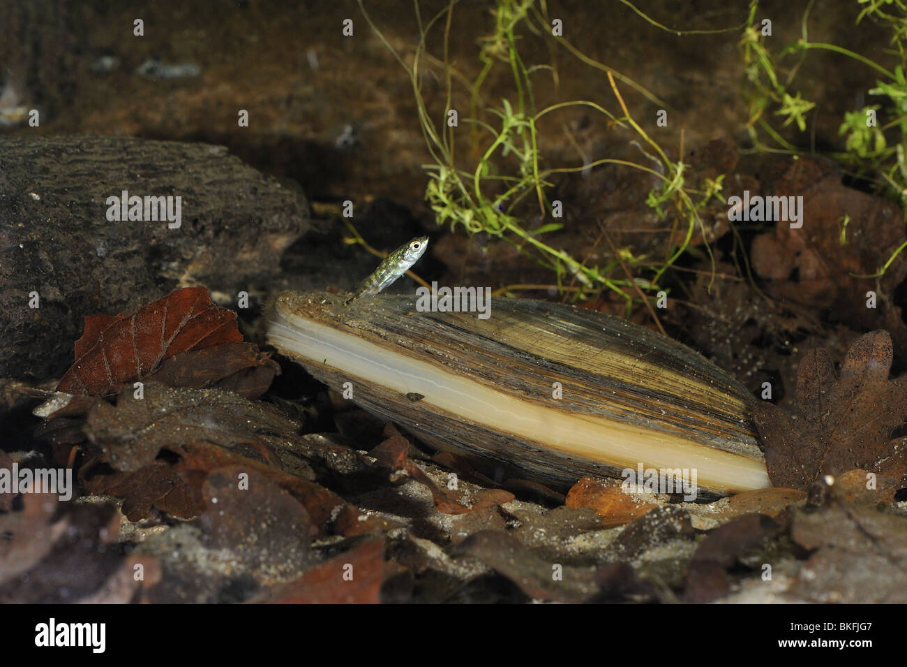 Three-spined stickleback swimming around a swan mussel on the bottom of a pond Stock Photo