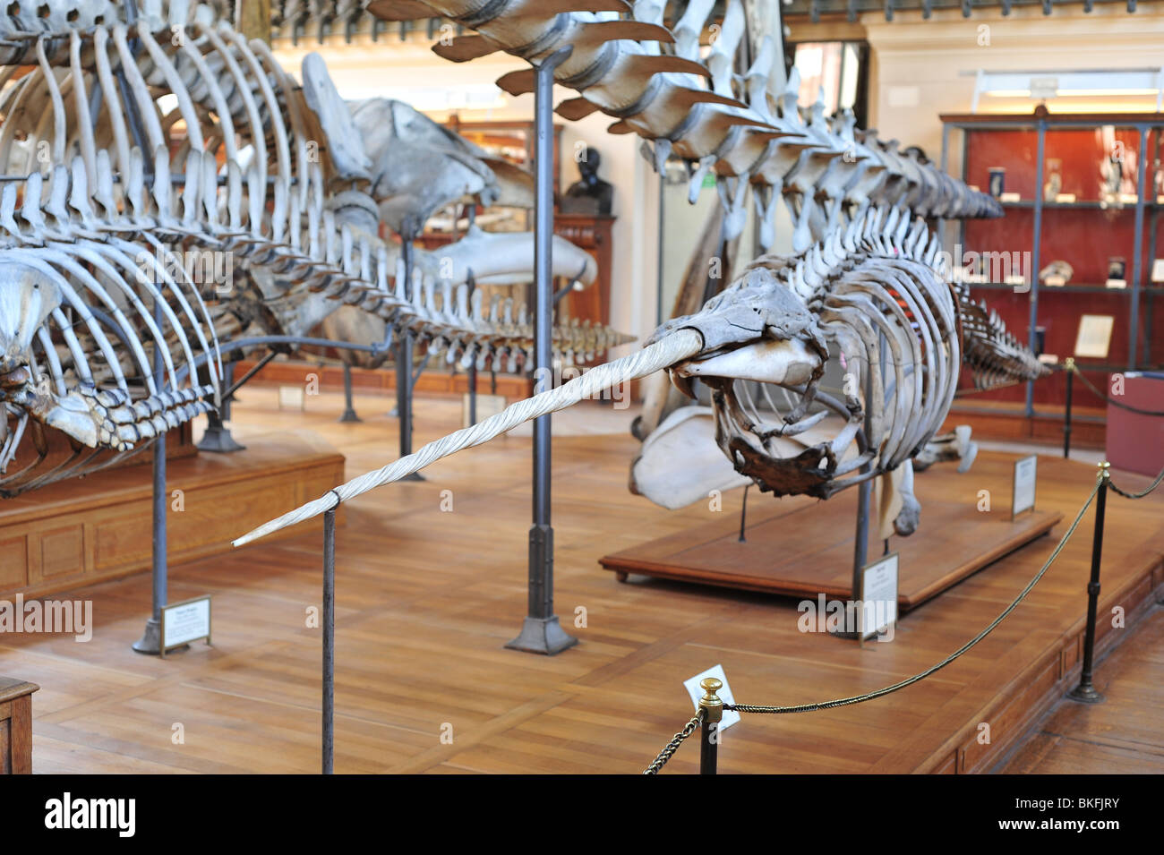 natural history museum in Paris, Grande Galerie de l'Évolution in Jardin des Plantes Stock Photo