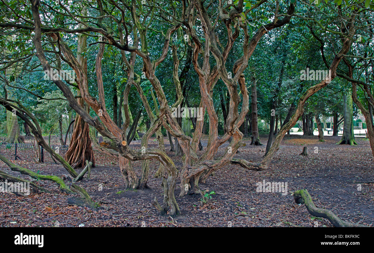 knarled trees Stock Photo