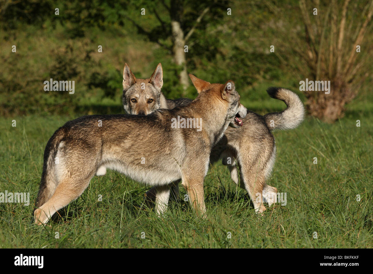 Saarloos-Wolfhunde / Saarloos-Wolfhonds Stock Photo