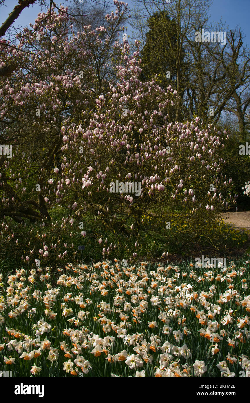 A Magnolia Soulangeana Tree In A Bed Of Daffodils RHS Wisley Gardens Surrey England Stock Photo