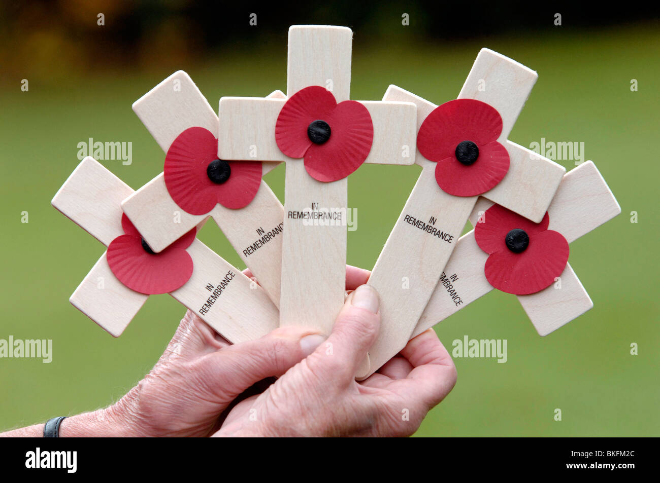 red poppies and crosses being distributed by the  British Legion in the lead up to Armistice Day, uk Stock Photo