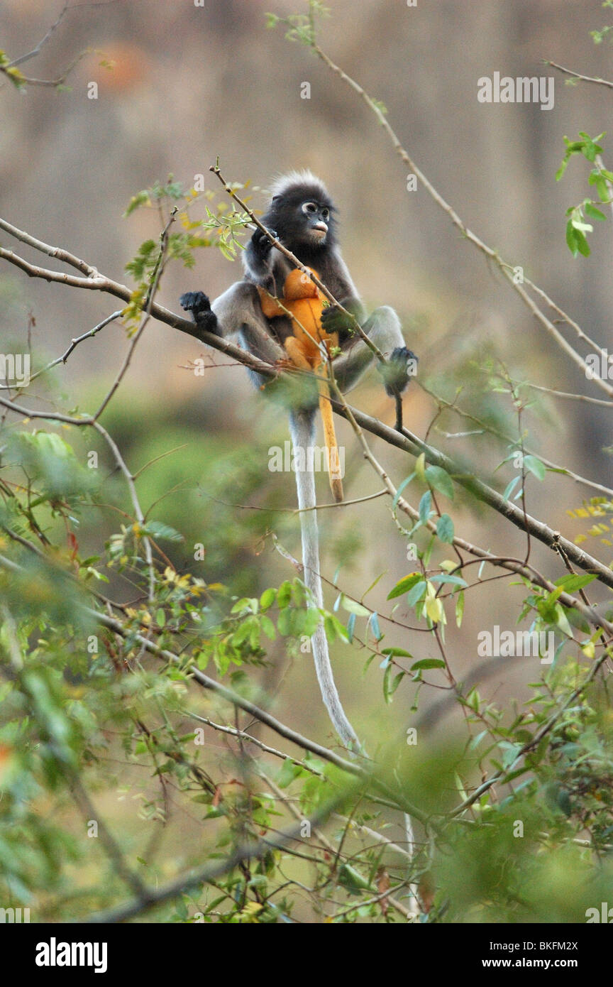 Mother and baby Dusky Langur (Trachypithecus obscurus) in the rainforest of Khao Sam Roi Yot National Park, Thailand Stock Photo