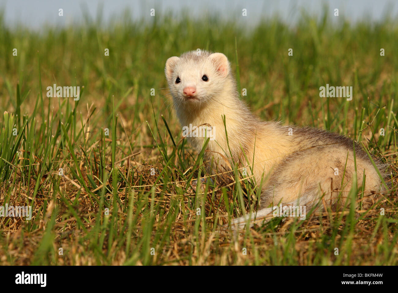 Frettchen / ferret Stock Photo