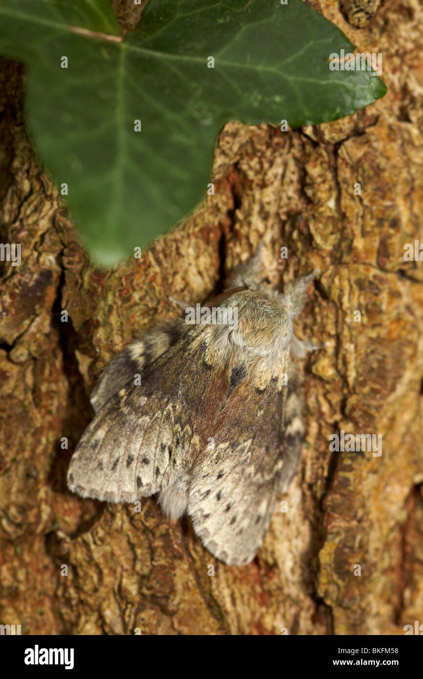 Lobster Moth (Stauropus fagi Stock Photo Alamy