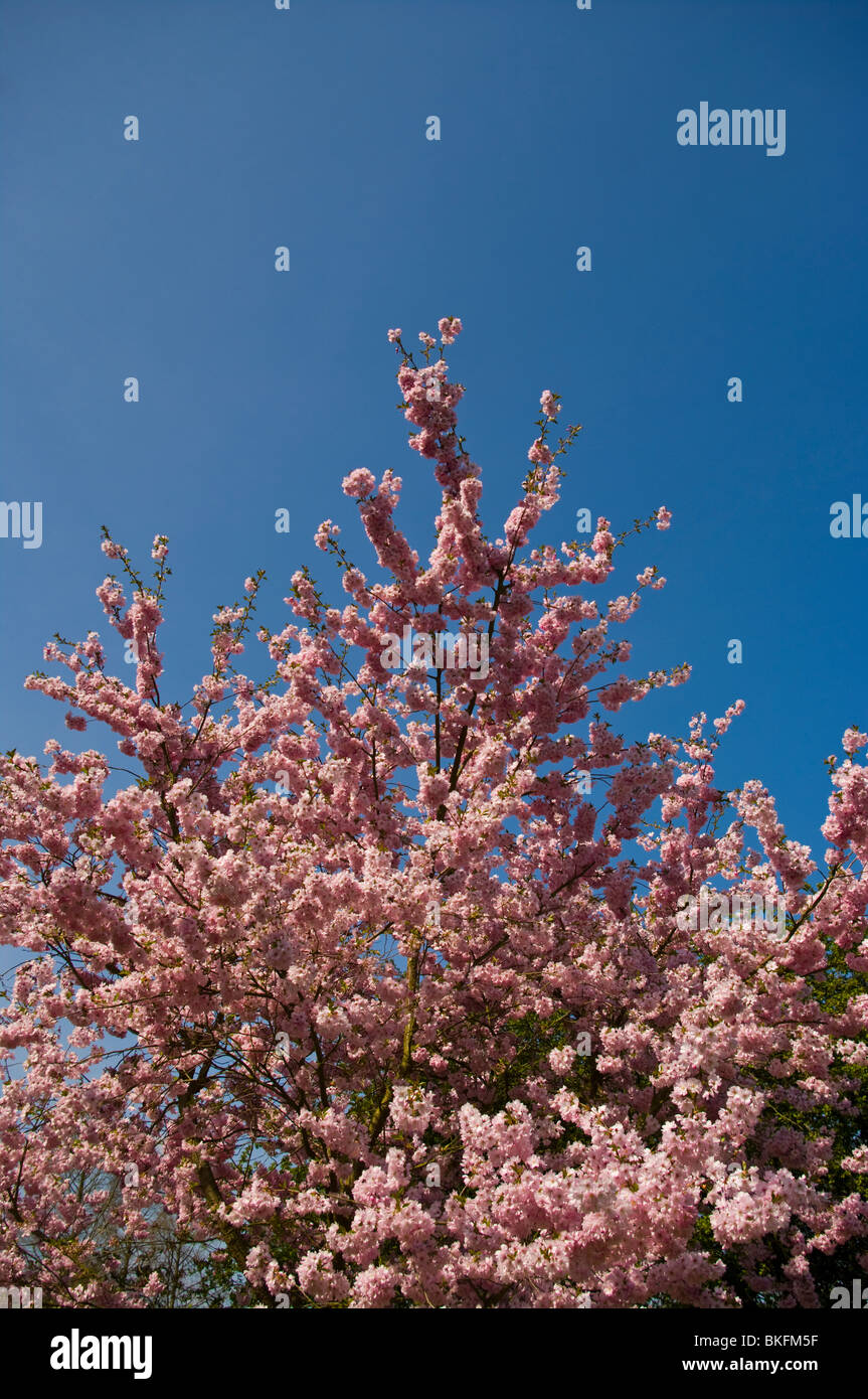 Ornamental Flowering Cherry Tree Prunus Accolade In Full Blossom Stock