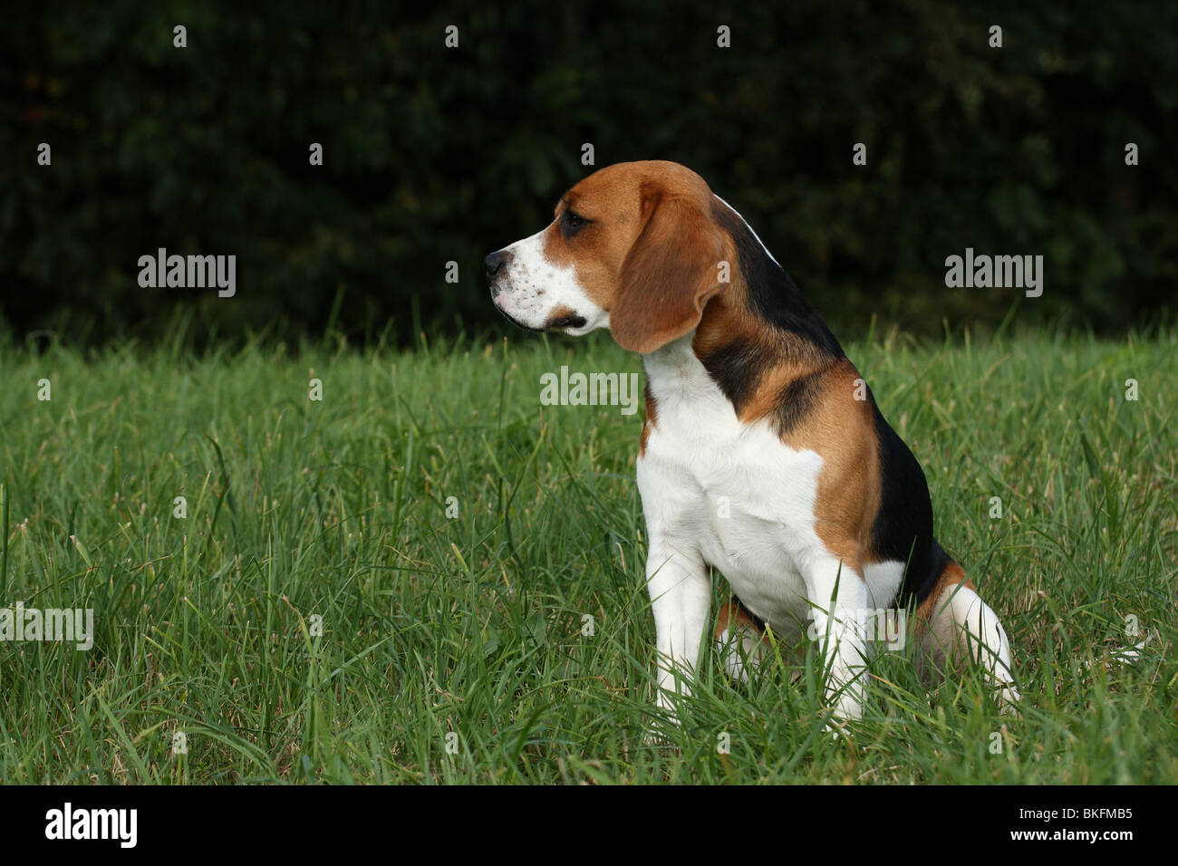 sitzender Beagle 