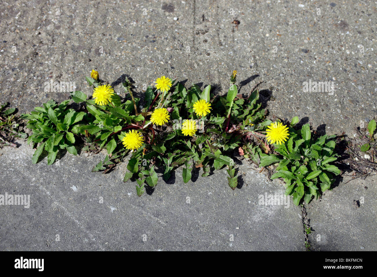 Dandelions and other weeds in paving Stock Photo