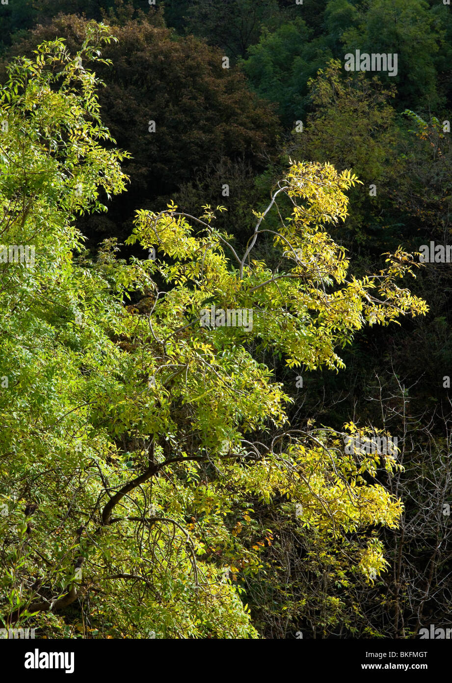 Trees in autumn at Chee Dale near Bakewell in the Peak District National Park Derbyshire England UK Stock Photo