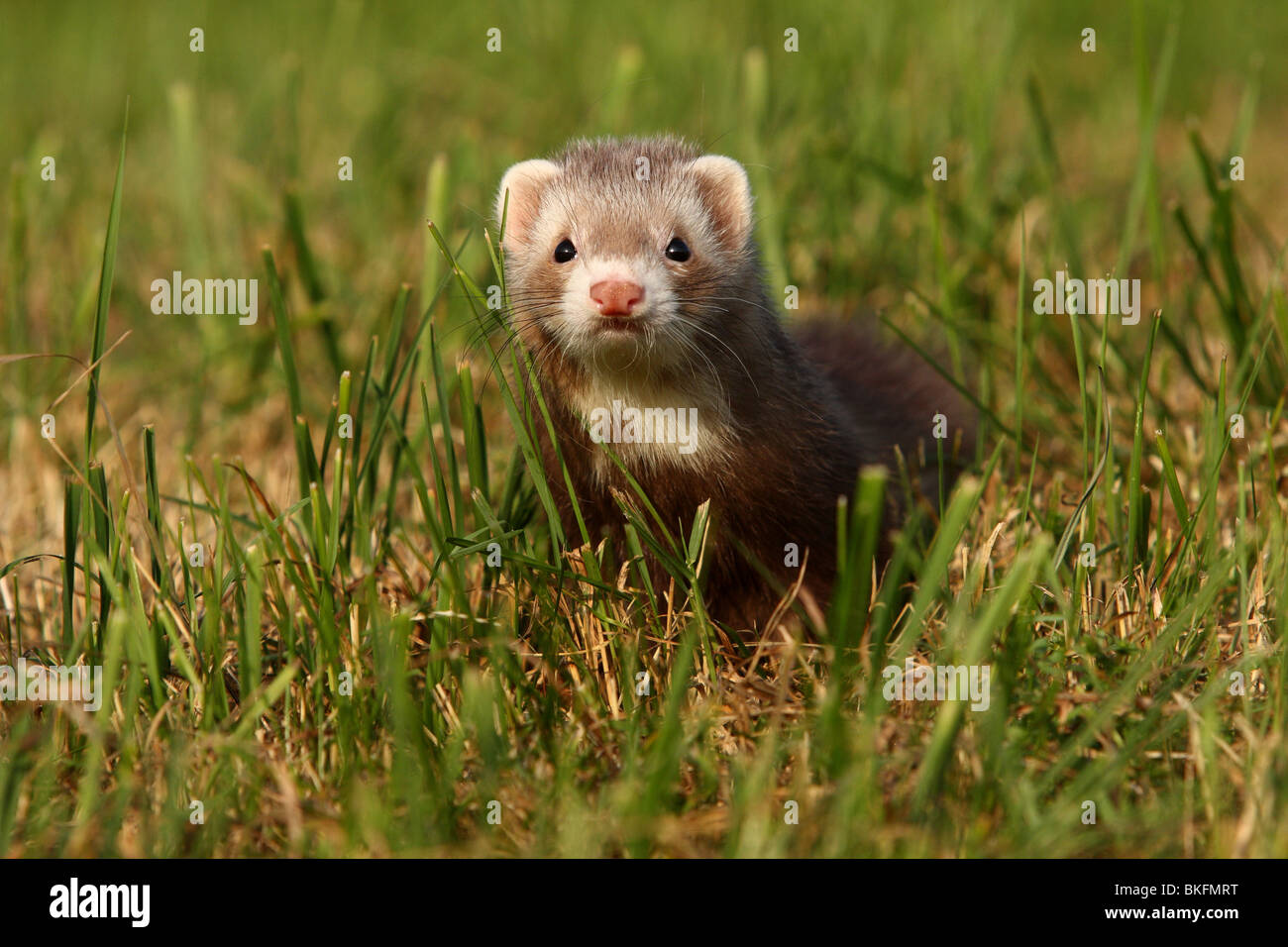 Vector of a cute brown ferret munching on a chocolate chip cookie