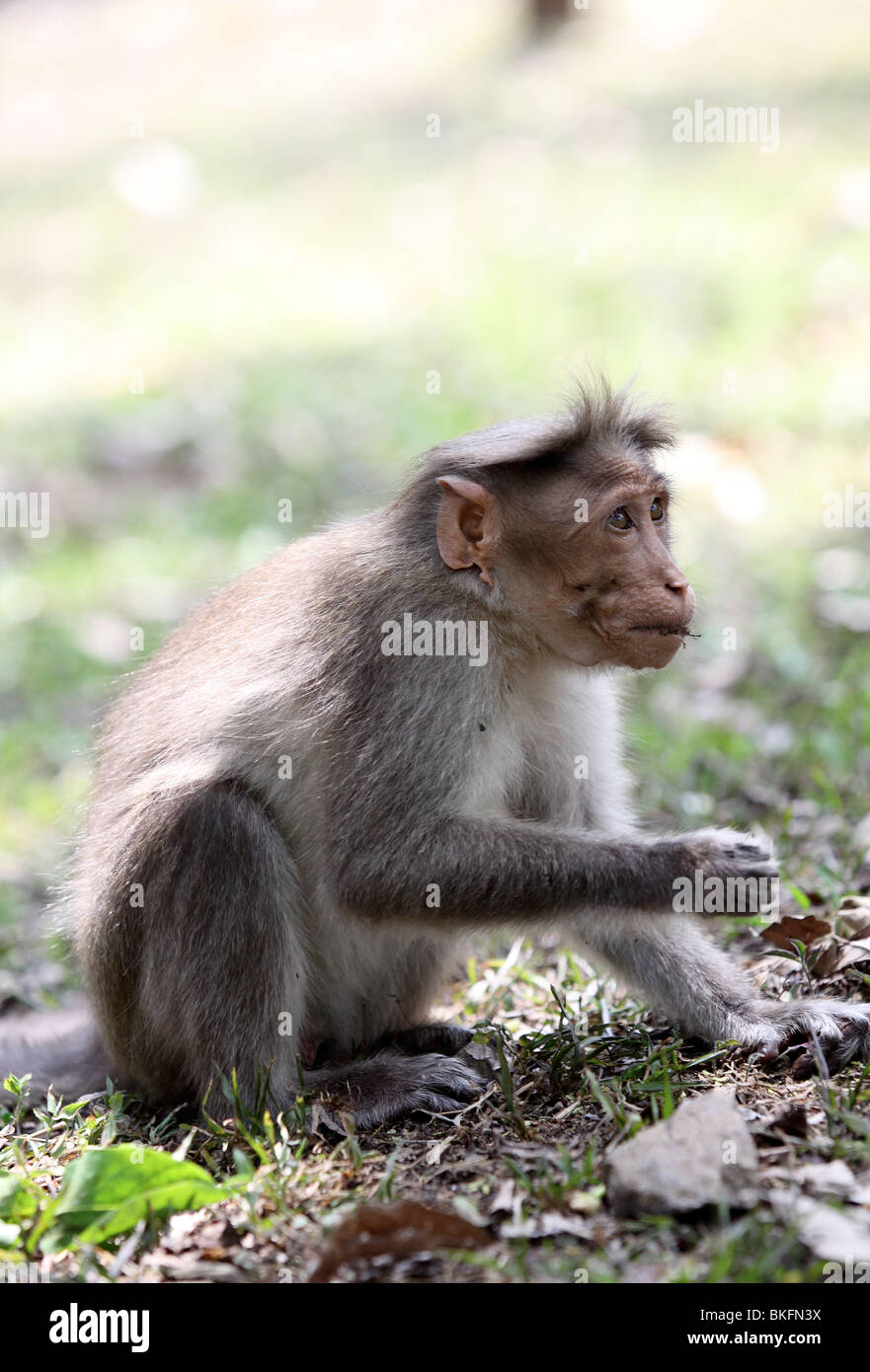 A wild bonnet macaque feeding at the Periyar wildlife reserve in Kerala's Western Ghats, south India. Stock Photo