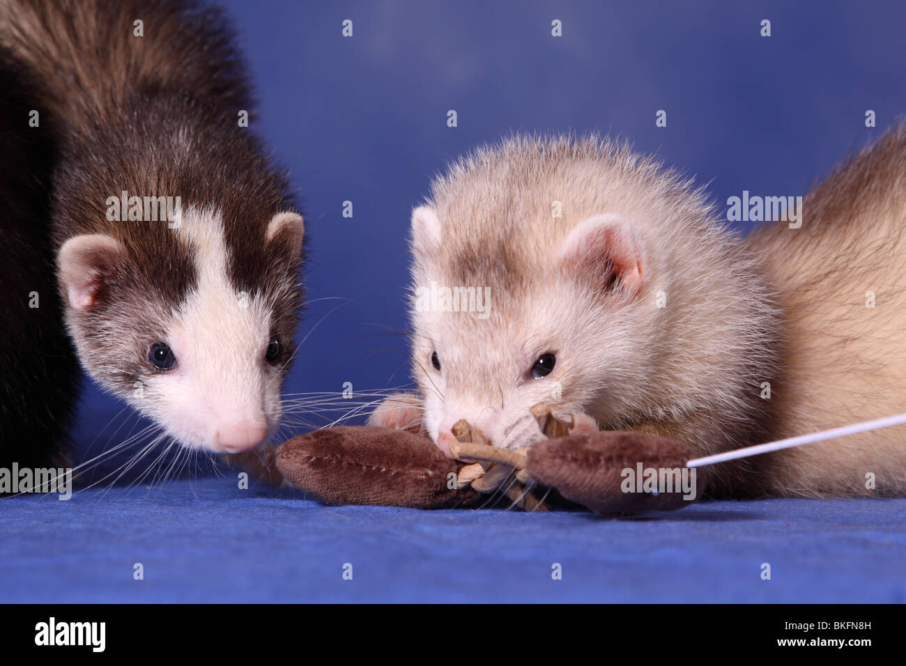 Frettchen / ferret Stock Photo Alamy