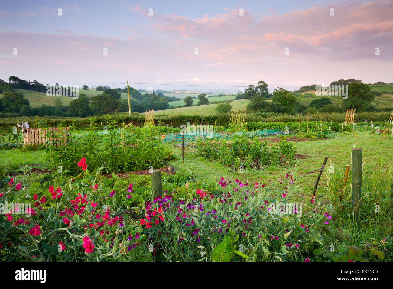 Rural Allotment, Morchard Bishop, Devon, England Stock Photo