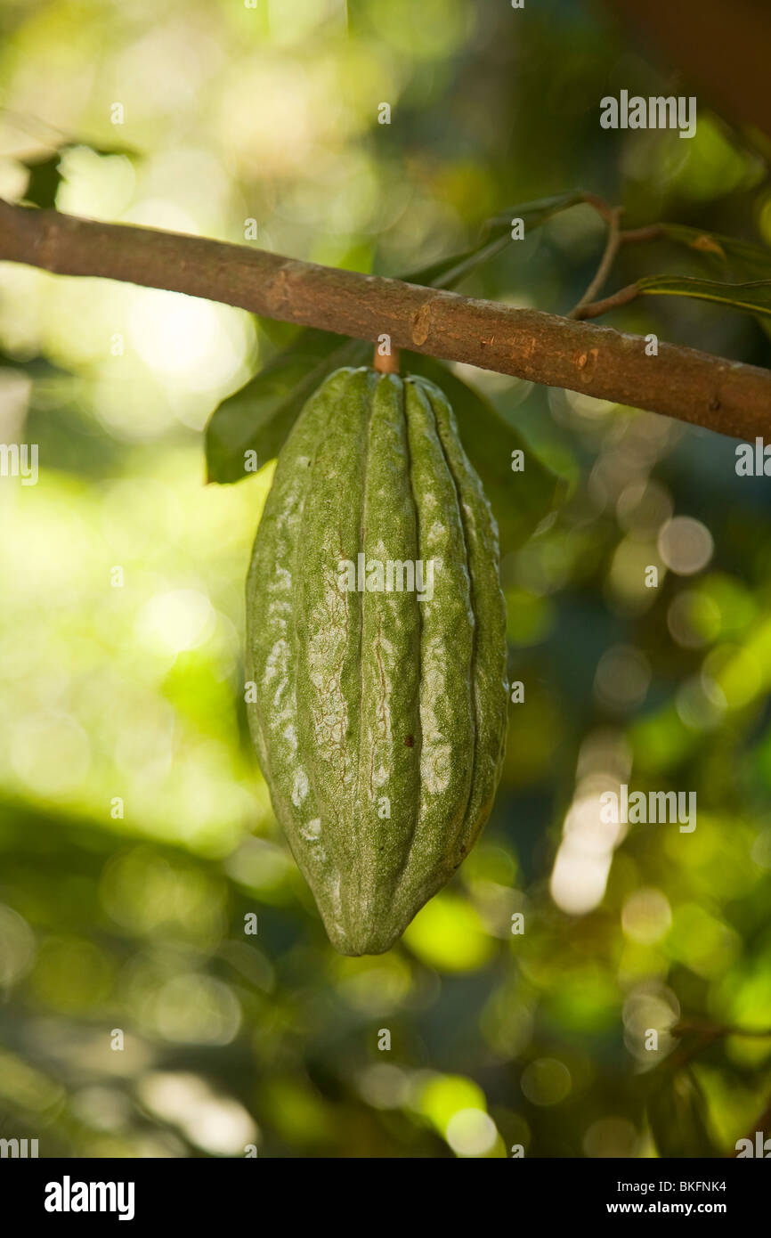 Cocoa Plant High Resolution Stock Photography and Images Alamy