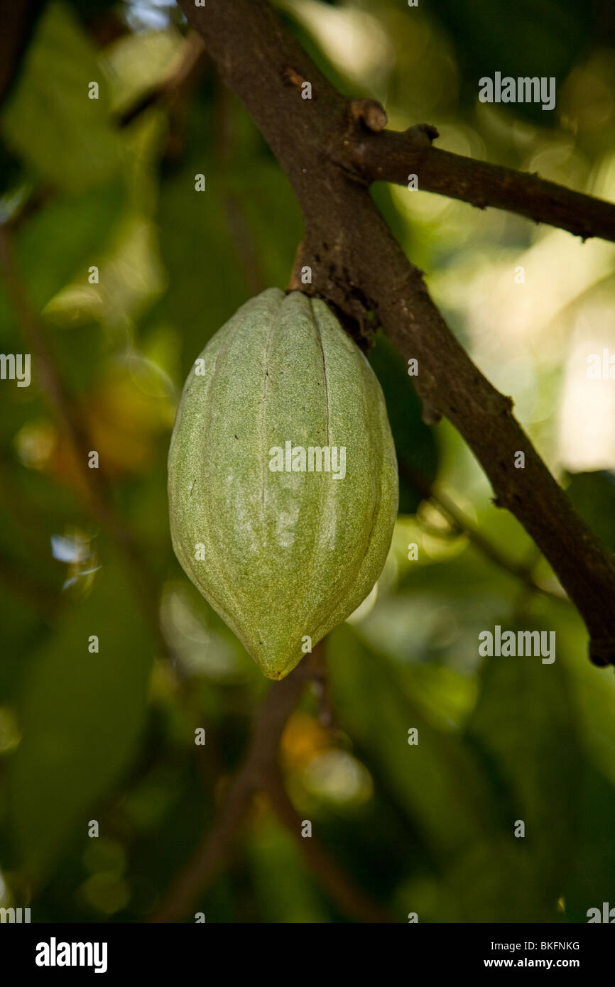Cocoa plant hires stock photography and images Alamy