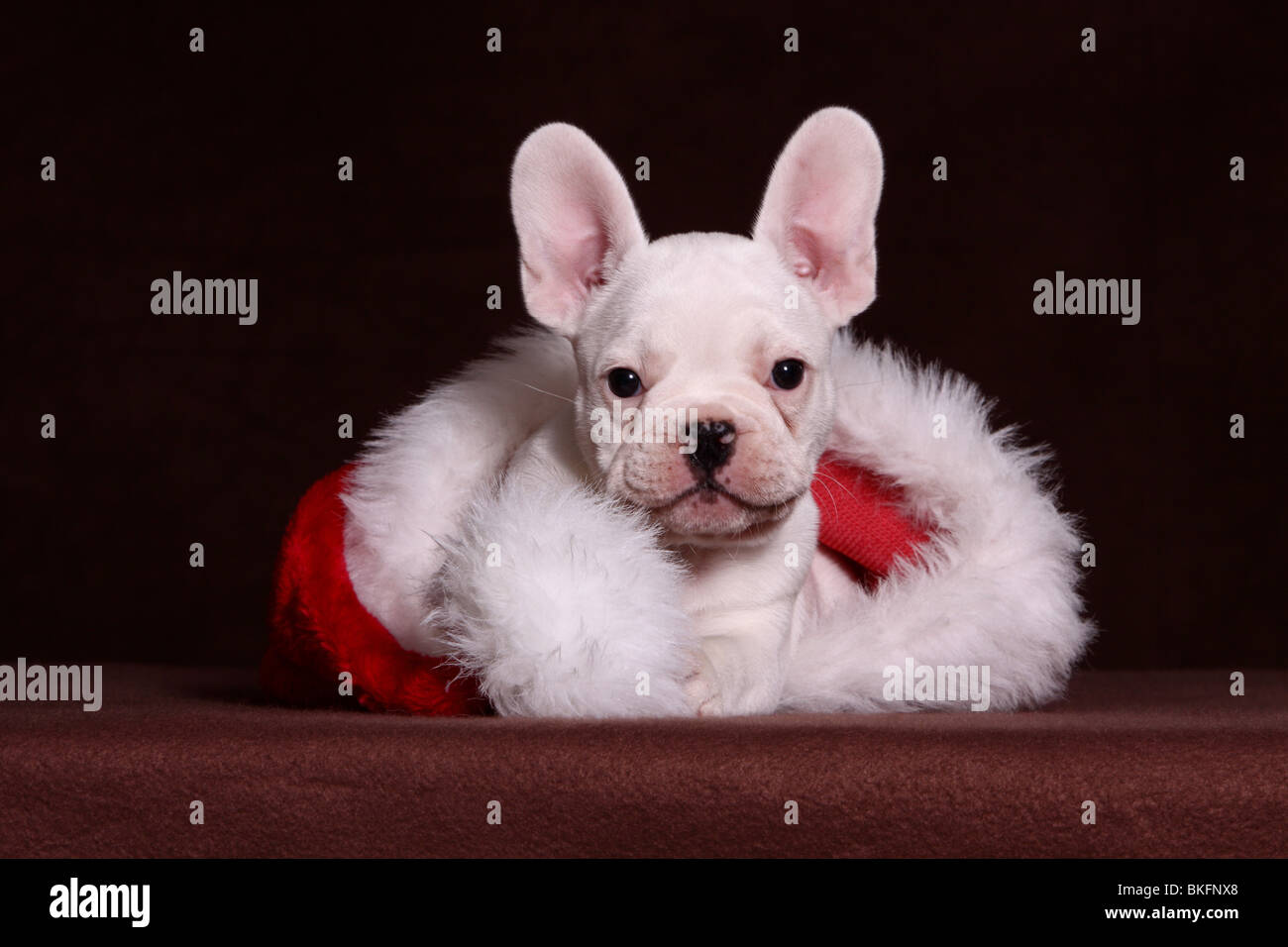 Französische Bulldogge Welpe / French Bulldog Puppy Stock Photo