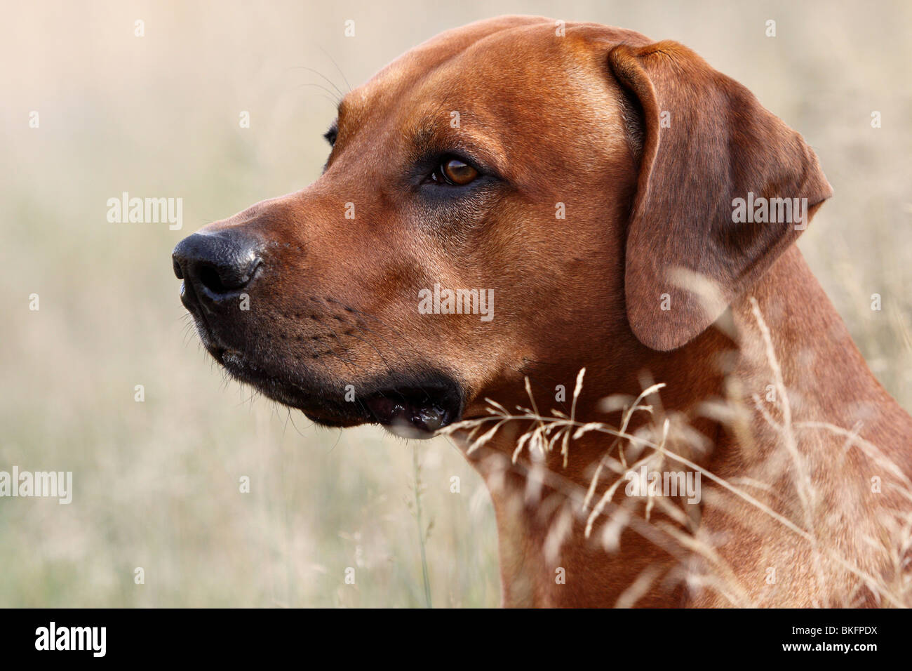 Rhodesian Ridgeback Portrait Stock Photo - Alamy