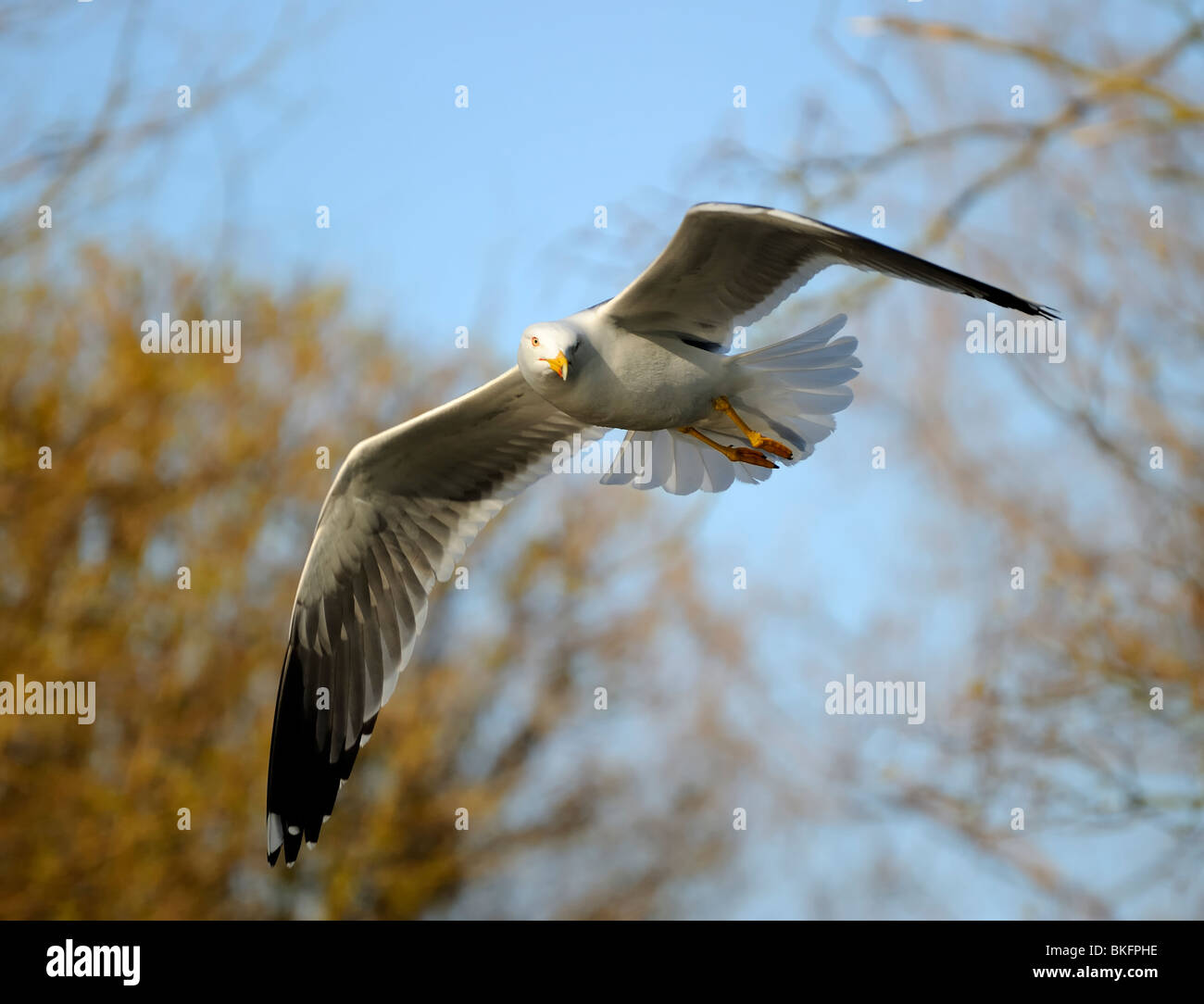 Lesser Black-backed gull turns its head in flight passing and staring at photographer in a small forest with fully open wing Stock Photo