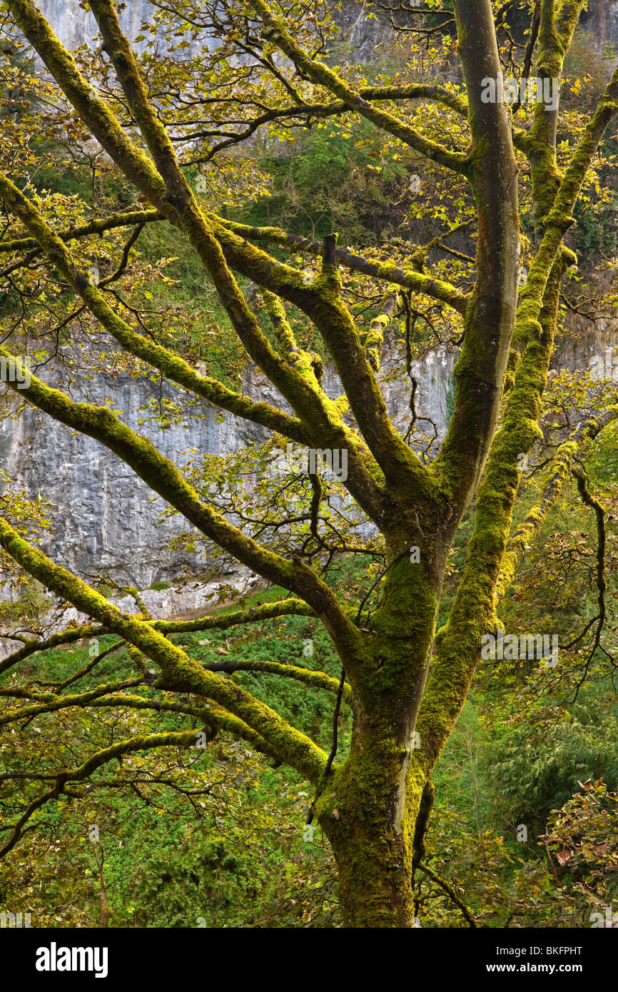Tree in autumn with cliff face visible behind at Chee Dale near Bakewell in the Peak District National Park Derbyshire England Stock Photo