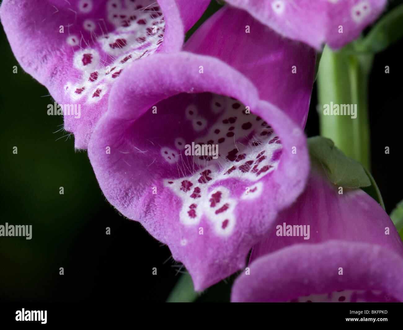 Close up of a foxglove flower Stock Photo