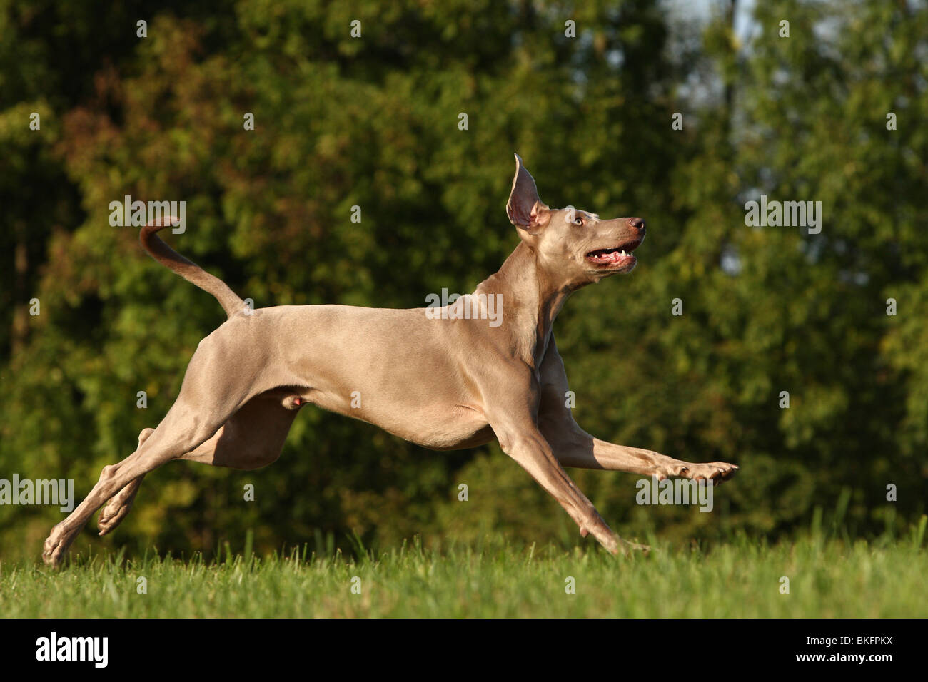 Weimaraner running store