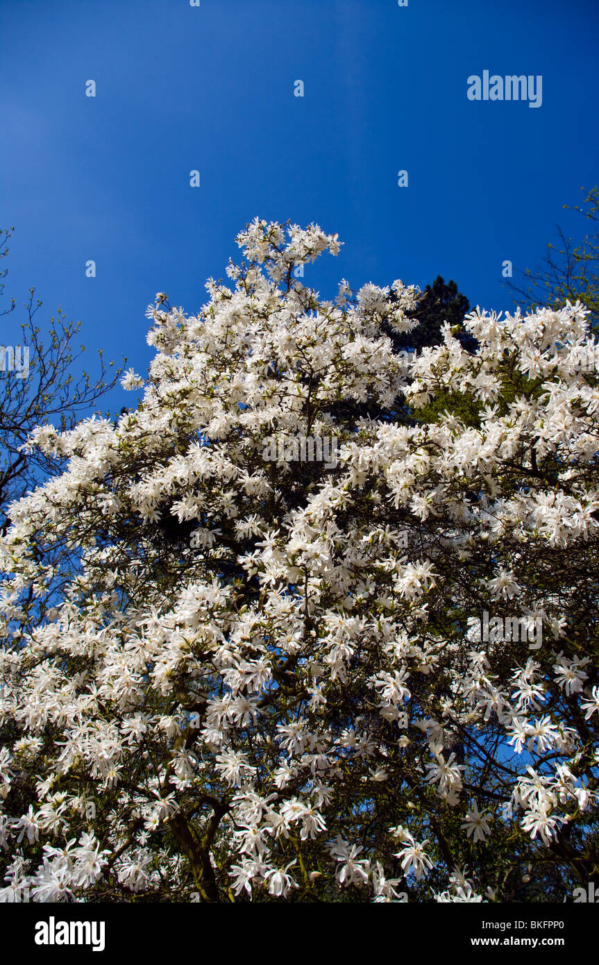 A Magnolia Stellata Rosea Tree Stock Photo