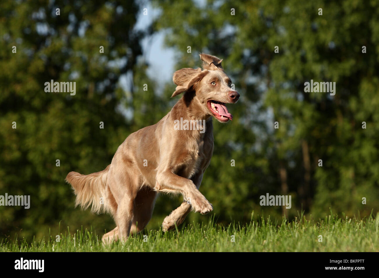 Rennender Langhaarweimaraner Running Longhaired Weimaraner Stock