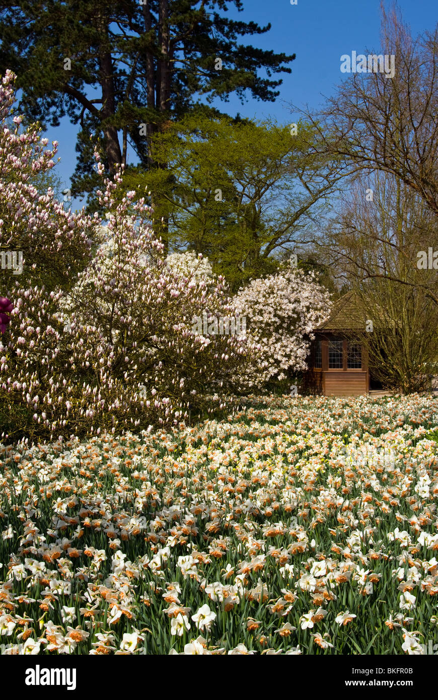 Magnolia Soulangeana and Stellata Rosea Trees In A Bed Of Daffodils RHS Wisley Gardens Surrey England Stock Photo