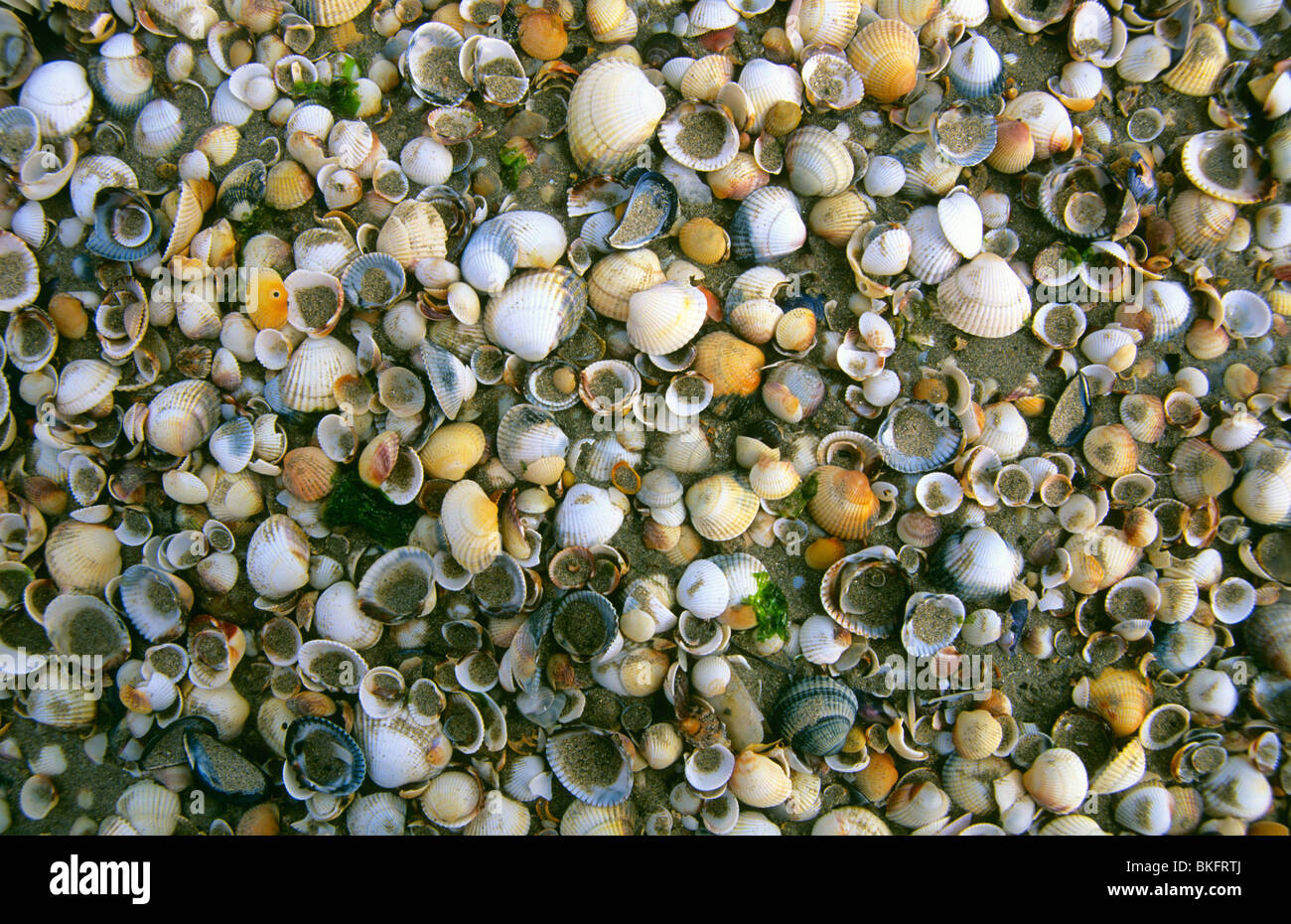 Mass of sea shells on a beach in Brittany Stock Photo - Alamy