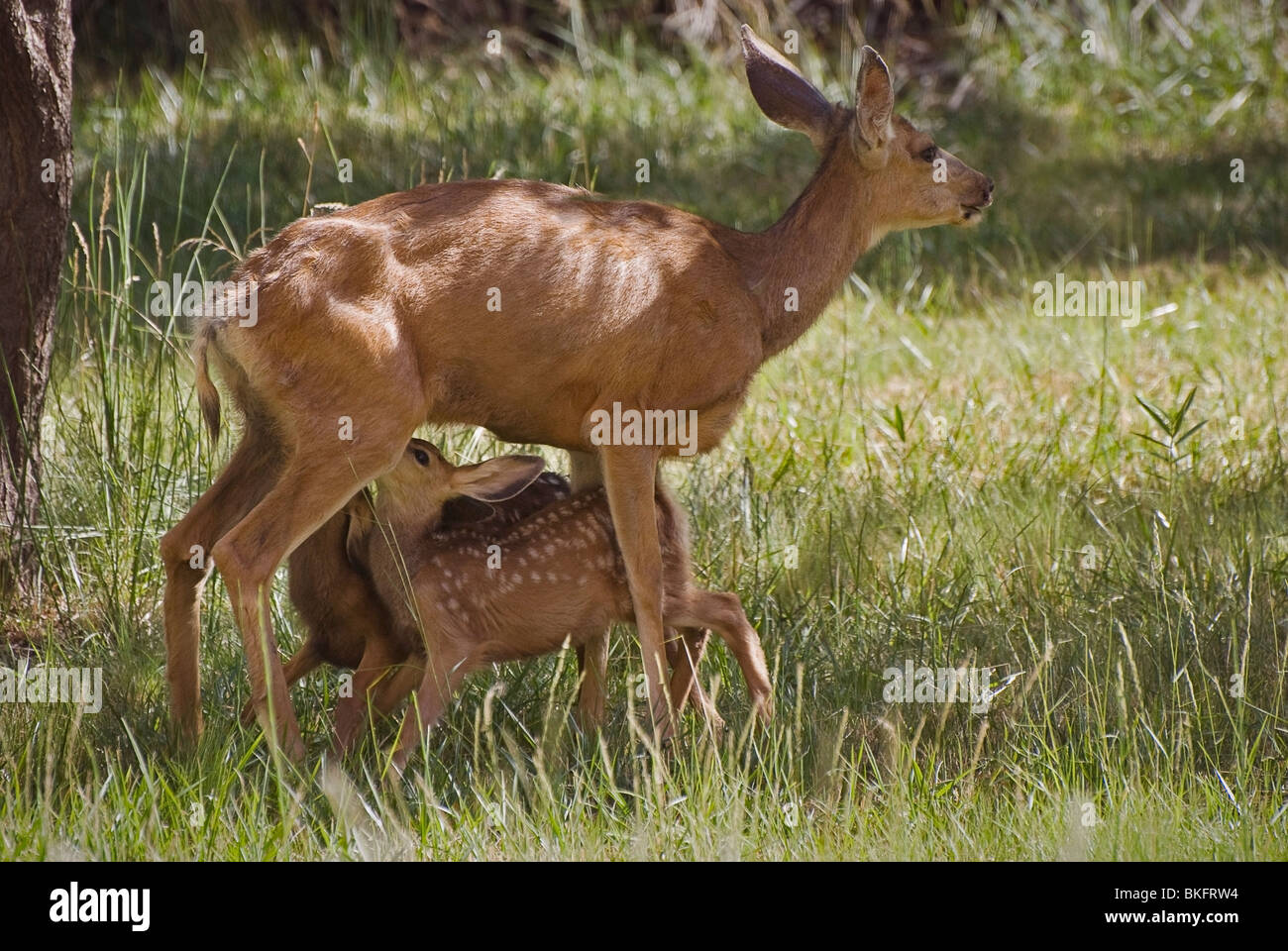 Two Fawns And Their Mother Stock Photo Alamy Two Fawns And Their Mother Stock Photo Alamy