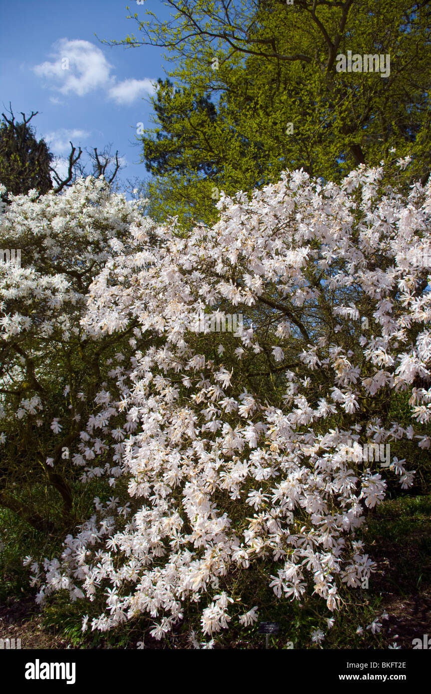 A Magnolia Stellata Rosea Tree England Stock Photo