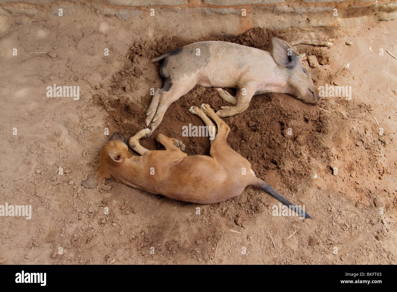 A piglet and a puppy resting together on a wet spot of soil during a hot day, Cameroon Stock Photo