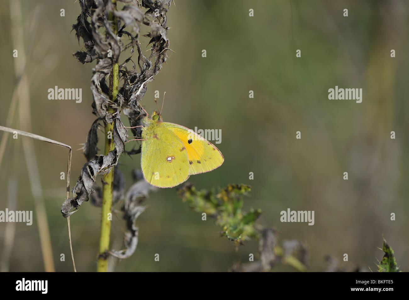 Clouded yellow butterfly wings closed on dry thistle in autumn Stock Photo