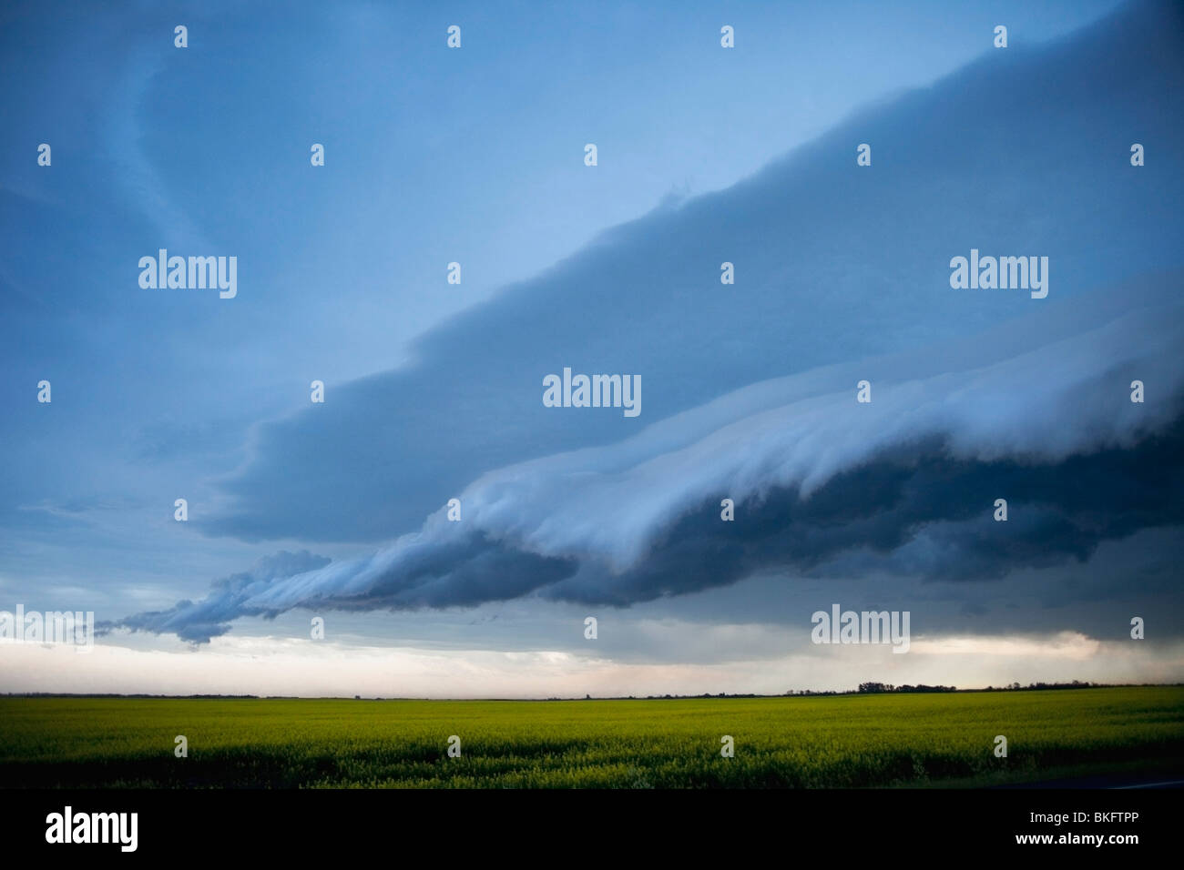 Shelf Cloud And Stormy Sky Over A Canola Field Stock Photo
