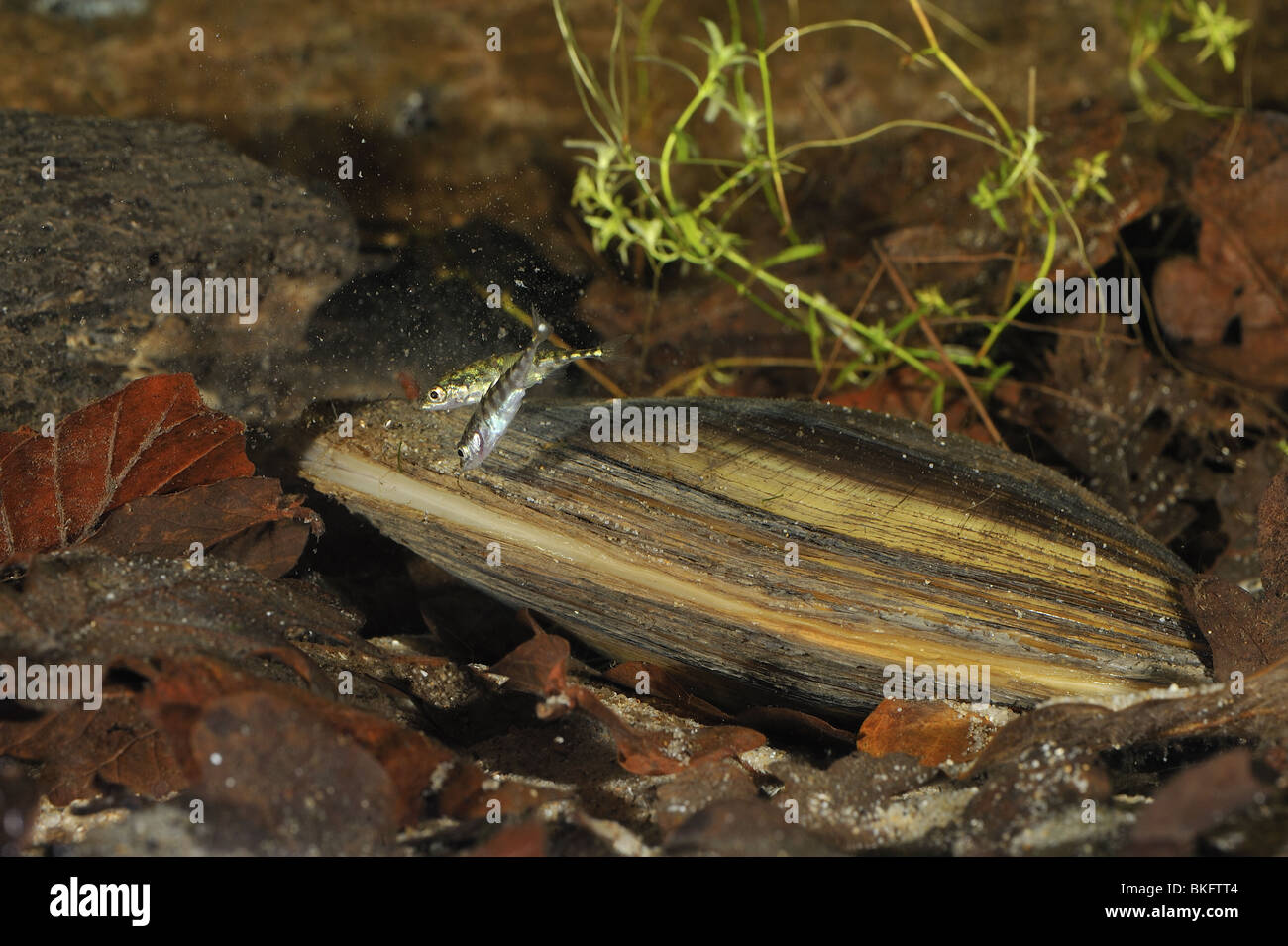 Three-spined sticklebacks swimming around a swan mussel on the bottom of a pond Stock Photo