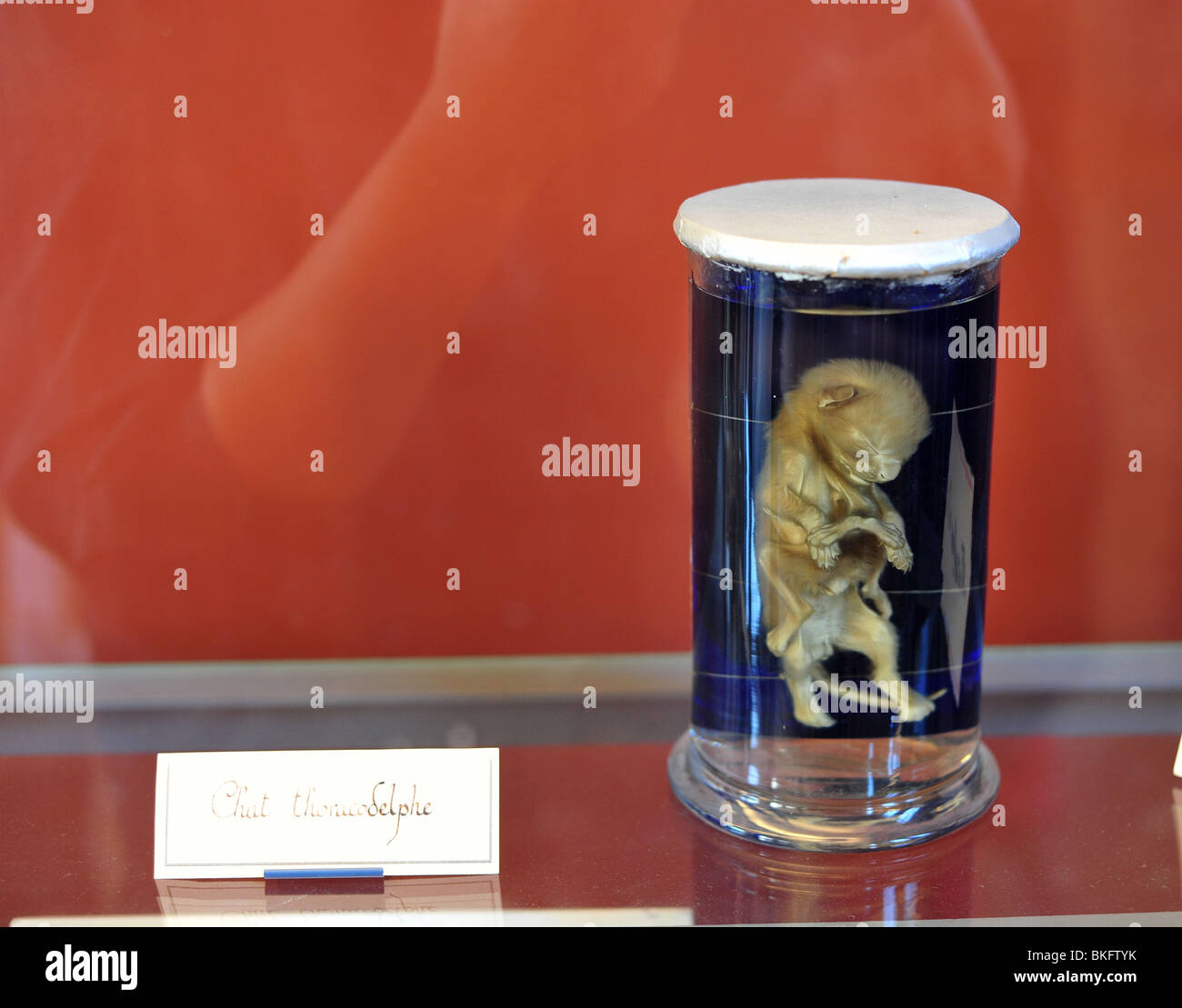 natural history museum in Paris, Jardin des Plantes - an example of