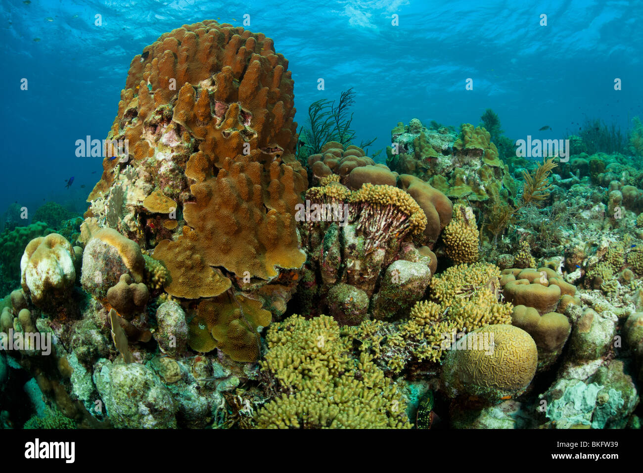 A tropical coral reef in Bonaire, Netherlands Antilles. Stock Photo