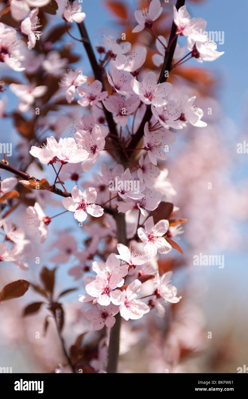 tree cherry flower spring season branch arbre fleur saison ete printemps branche cerise ceriser Stock Photo