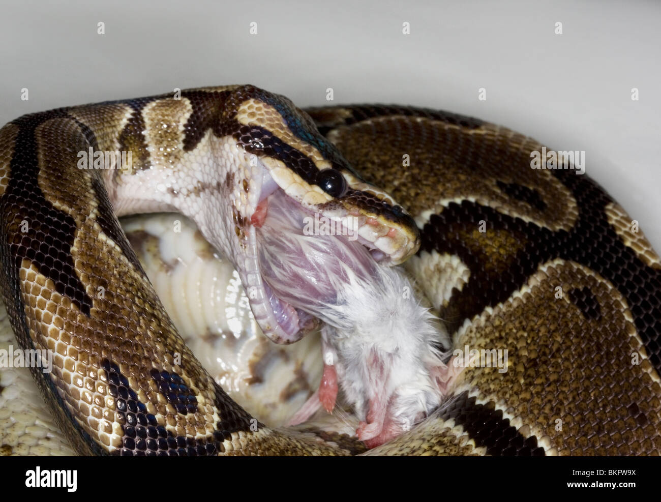 Ball Python (Royal) snake eating a white mouse Stock Photo