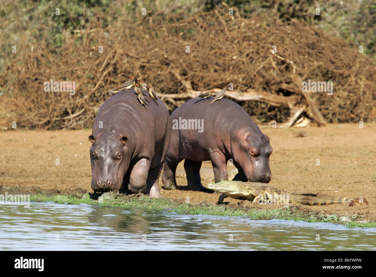 Hippo, kruger, park, south, africa Stock Photo Alamy