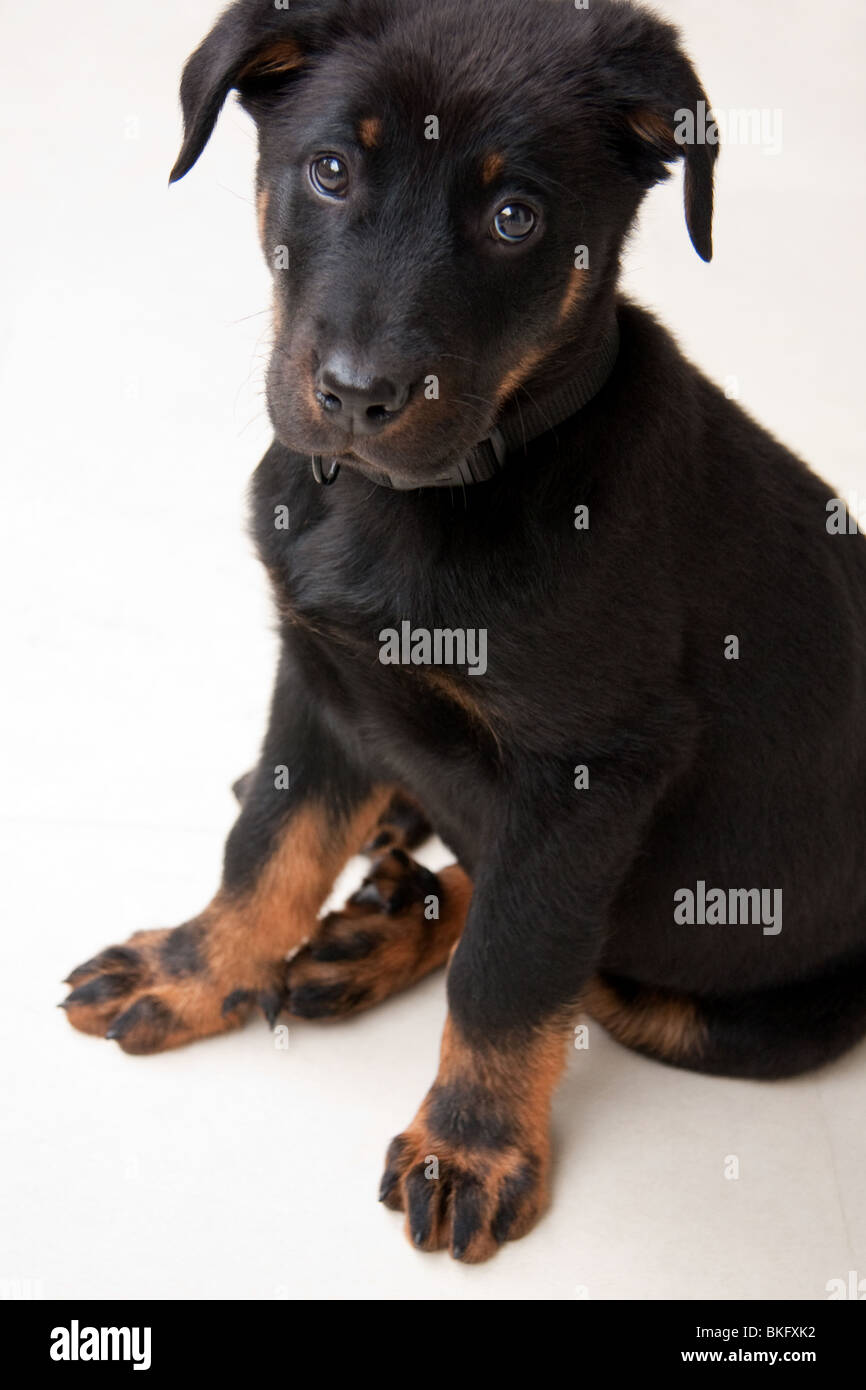 Cute Beauceron Puppy Stock Photo Alamy