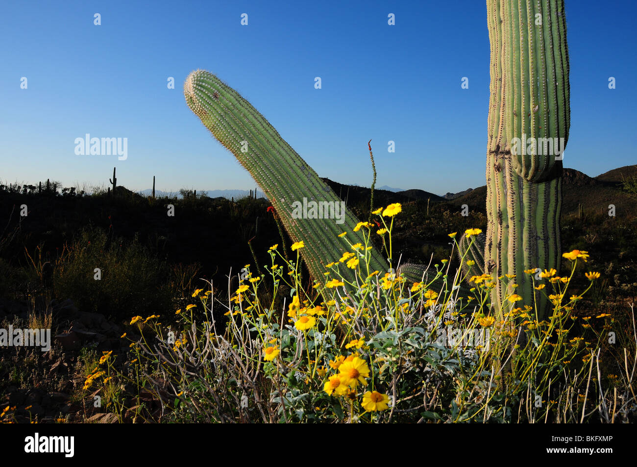 Brittlebush, (Encelia farinosa), and saguaro cactus, (Carnegiea