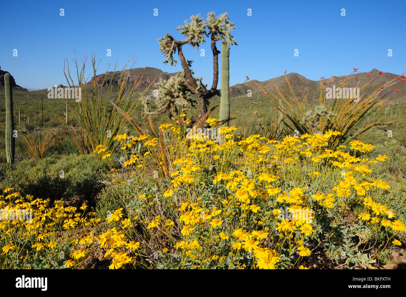 Brittlebush, (Encelia farinosa), and saguaro cactus, (Carnegiea ...