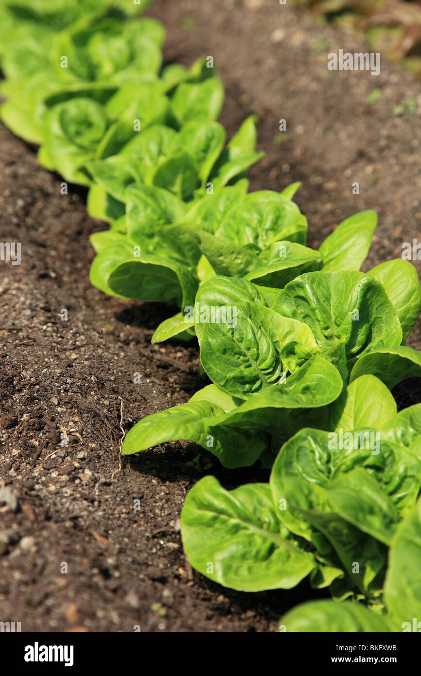 Lettuce growing in the garden Cornwall England Stock Photo Alamy