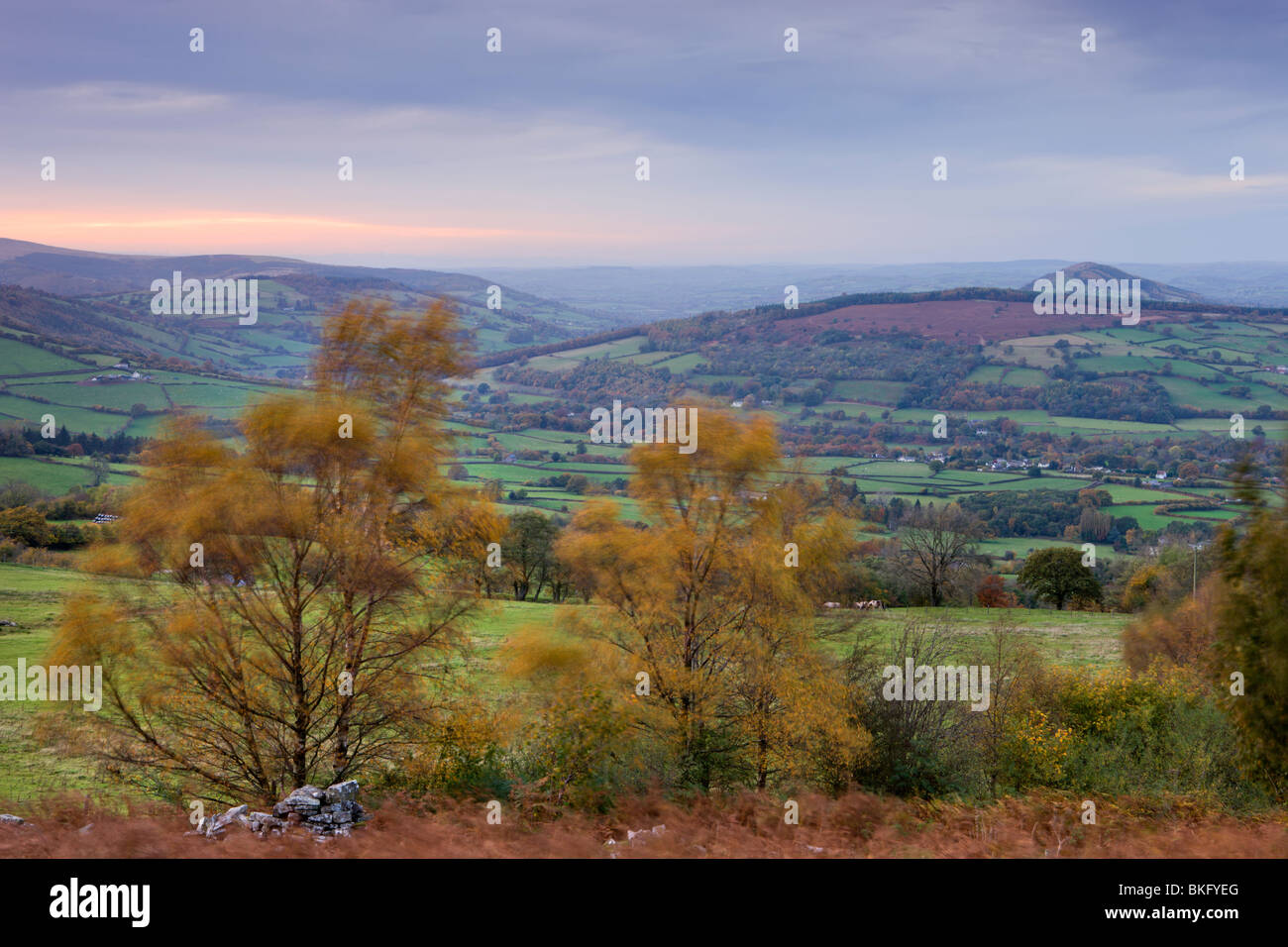 Windblown autumn trees overlooking the Usk Valley, Brecon Beacons National Park, Powys, Wales, UK. Autumn (October) 2009 Stock Photo