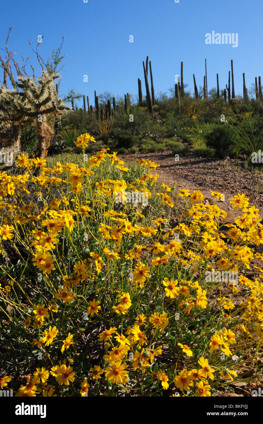 Brittlebush, (Encelia farinosa), and saguaro cactus, (Carnegiea ...