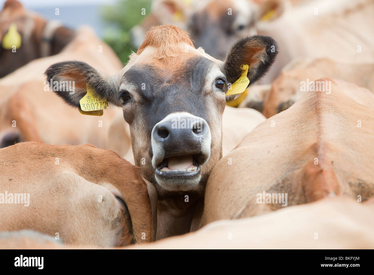Jersey cows on a farm in the Yorkshire Dales near Bainbridge, UK. Stock Photo