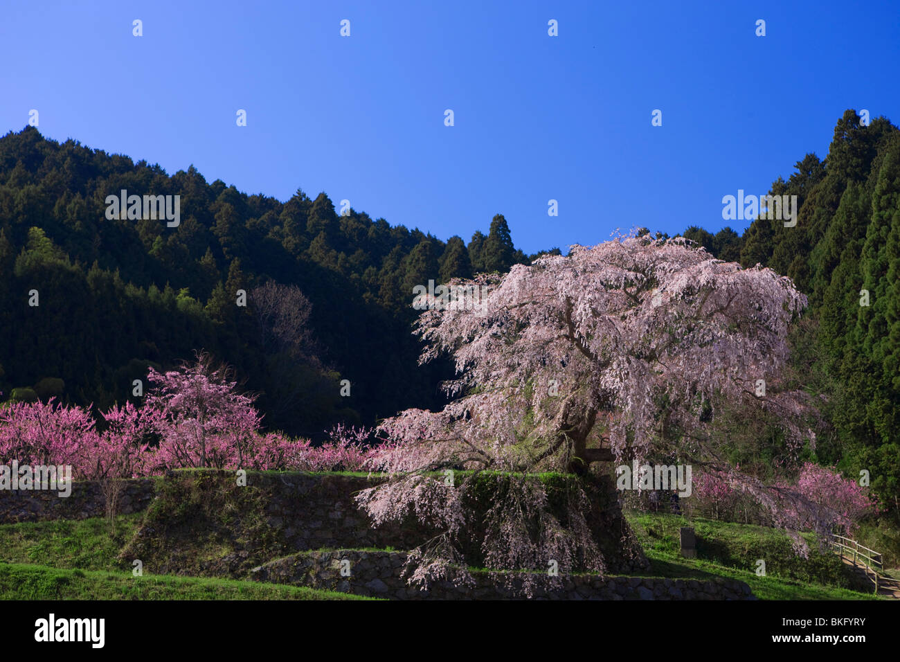 Matabei sakura, Cherry blossom,Ouda,Nara,Japan Stock Photo Alamy