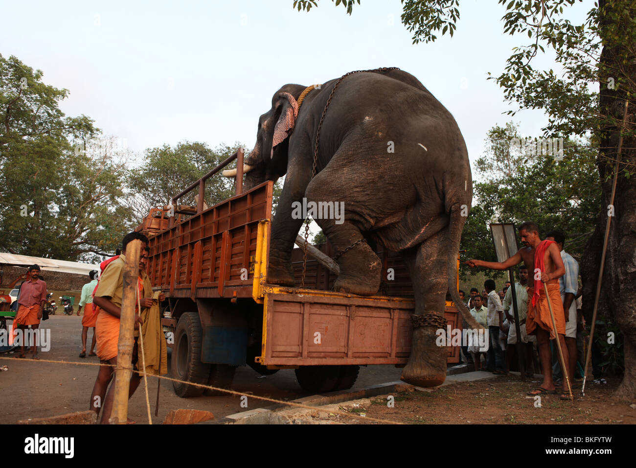 elephant stepping down from a lorry under the supervision of mahouts Stock Photo